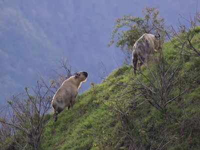 Tibetan Takin