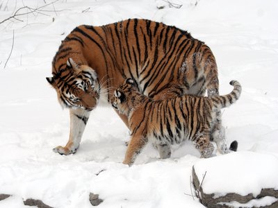Tiger Cat