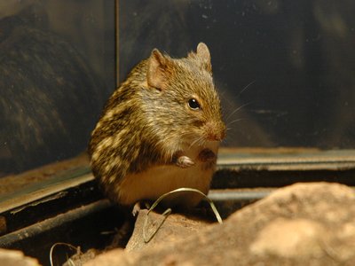 Tinos Mouse