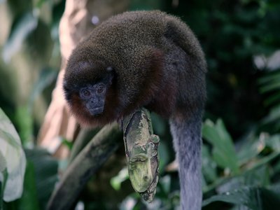 Titi Monkey