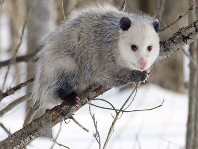 Tlacuache Opossum