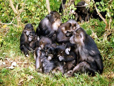 Tonkean Macaque