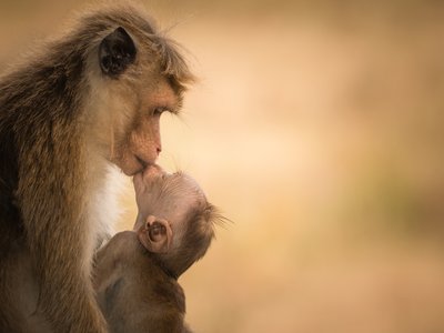 Toque Macaque