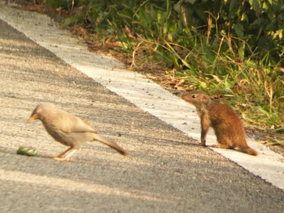 Tree Shrew