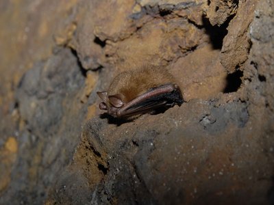 Tricolored Bat