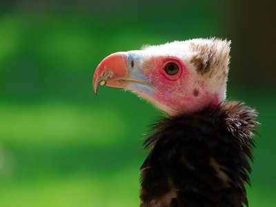 Trigonoceps Vulture