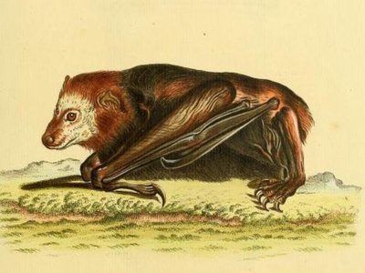 Trinitatis Bat