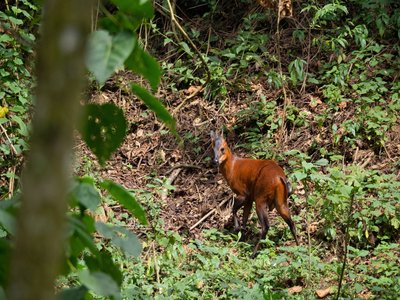Ugandan Red Duiker