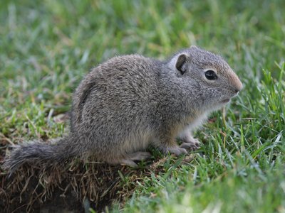 Uinta Ground Squirrel