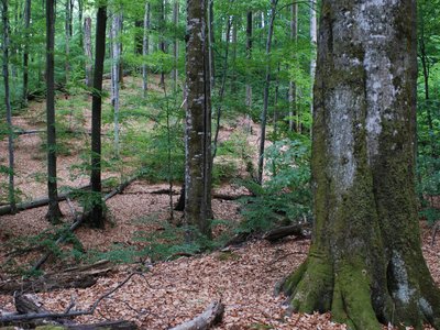 Ukolka
