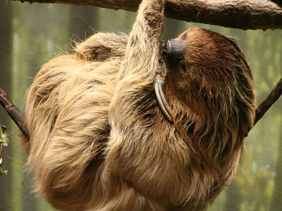 Unau Sloth