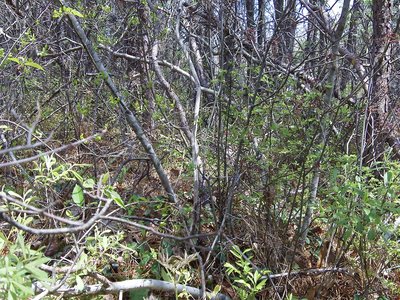 Upland Cottontail