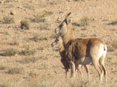 Urial