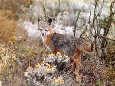 Urocyon littoralis