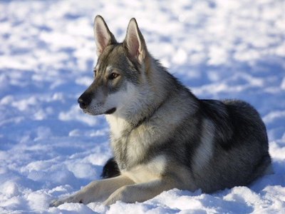 Utonagan