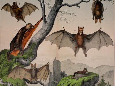 Vampire Squirrel