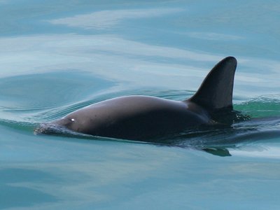 Vaquita