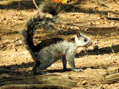 Variegated Squirrel
