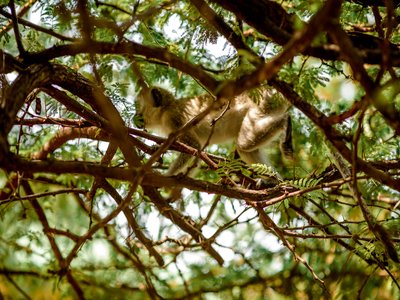 Velvet Monkey