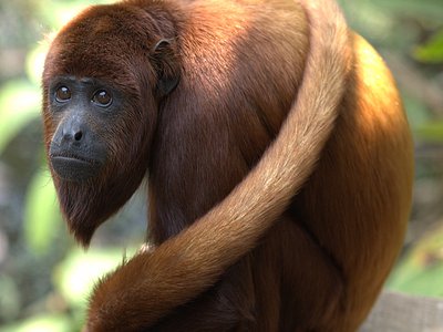 Venezuelan Red Howler