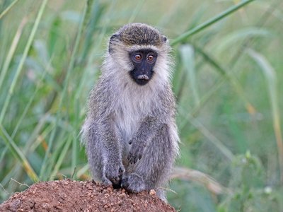 Vervet Monkey