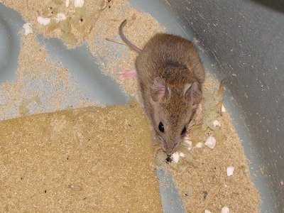Vesper Mouse