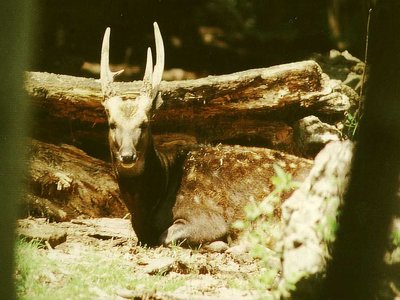 Visayan Spotted Deer