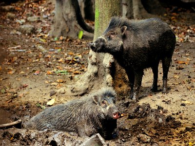 Visayan Warty Pig