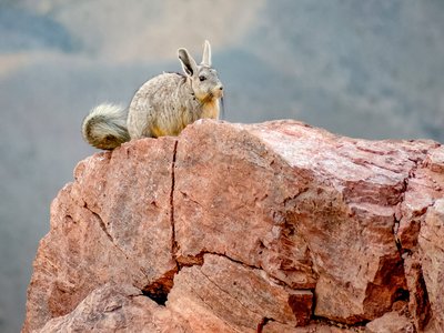 Viscacha