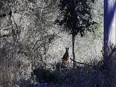 Wallaby