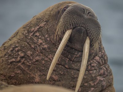 Walrus