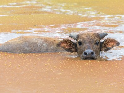 Water Buffalo