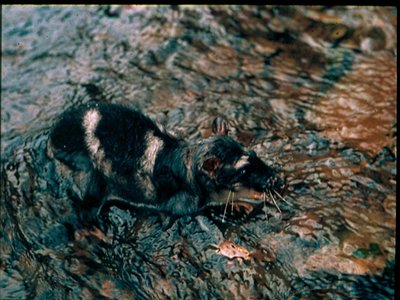 Water Opossum