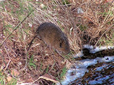 Water Vole