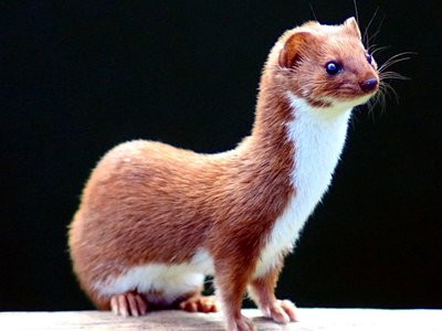 Weasel