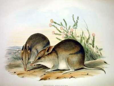 Western Barred Bandicoot