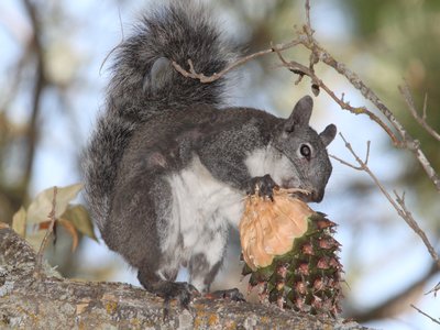 Western Gray Squirrel