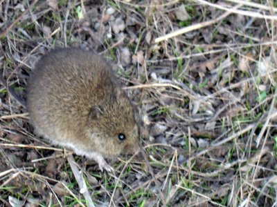 Western Harvest Mouse
