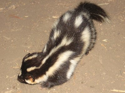 Western Spotted Skunk