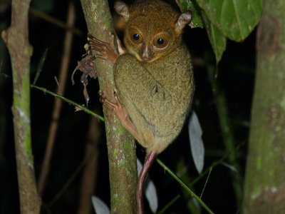 Western Tarsier