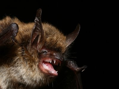 Whiskered Bat