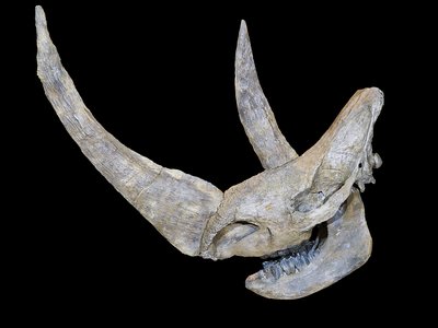 Woolly Rhinoceros