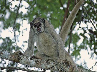 Woolly Spider Monkey