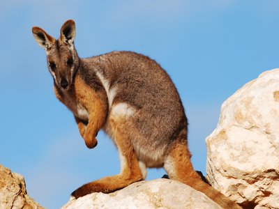 Xanthopus