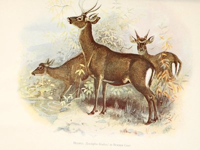 Xenelaphus