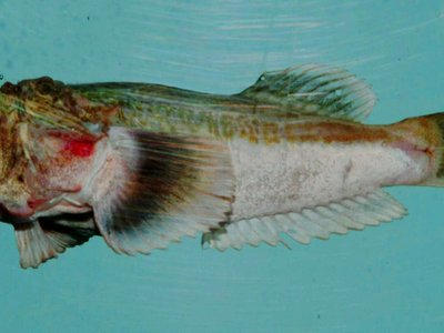Xenocephalus