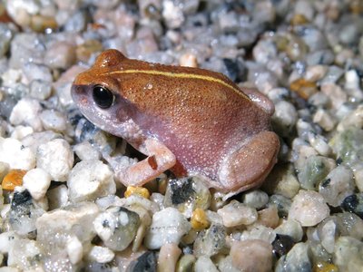 Xenochirus