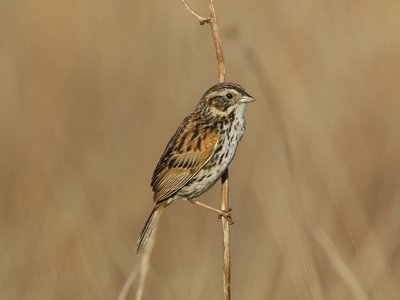 Xenospiza
