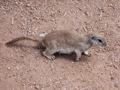 Xerospermophilus