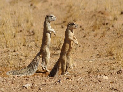 Xerus